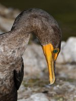 Cormorant4.jpg