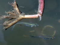 Guppy.jpg