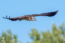 OspreyFledge-344.jpg