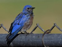 Bluebird.jpg