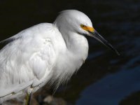 Egret.jpg
