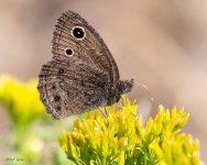 WoodNymph-343.jpg