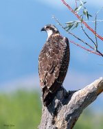 OspreyYoungster-343.jpg