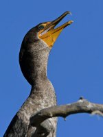 Cormorant2.jpg