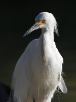 Egret.jpg