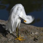 Egret6.jpg