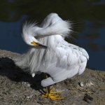 Egret9.jpg