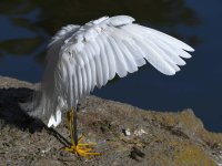 Egret8.jpg
