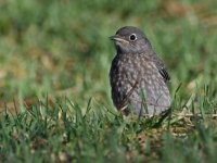 Bluebird.jpg