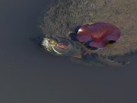 Turtle.jpg