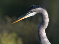 BlueHeron.jpg
