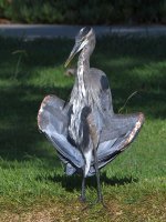 BlueHeron3.jpg
