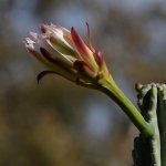 Cactus.jpg