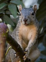 Squirrel.jpg