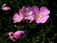 ROY_5234_01.JPG