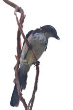 ROY_5263.JPG