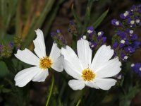 Daisy.jpg