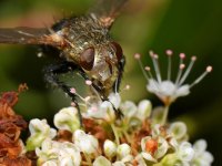 Fly3.jpg