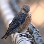 Bluebird2.jpg