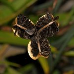 SeedHead2.jpg