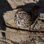 Sparrow3.jpg