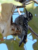 Woodpecker.jpg