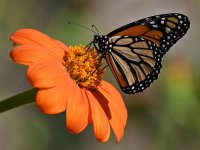 Monarch17.jpg
