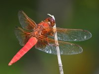 Dragonfly3.jpg