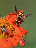 MasonWasp2.jpg