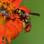 MasonWasp3.jpg
