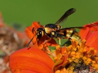 MasonWasp6.jpg