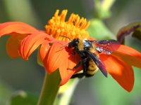 Bee5.jpg