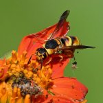 MasonWasp4.jpg