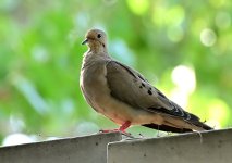 ROY_5542.JPG