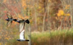 Pigeon in Flight 1.jpg