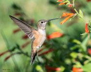 Hummer-343.jpg