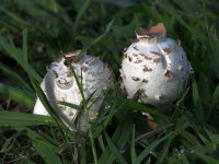 Shrooms.jpg