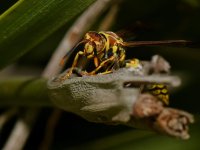 Wasp.jpg