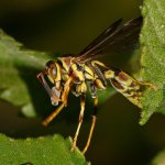 Wasp3.jpg