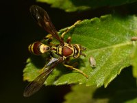 Wasp9.jpg