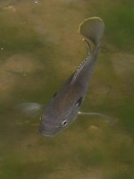 Carp.jpg
