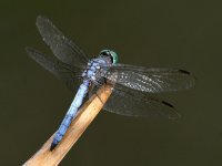 Dragonfly.jpg