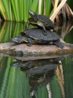 Turtle.jpg