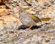 GreenTailedTowhee-343.jpg
