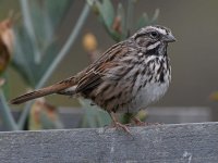 Sparrow3.jpg
