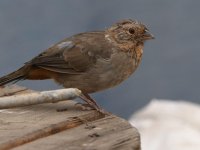 Towhee2.jpg