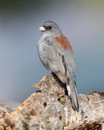 Junco-343.jpg