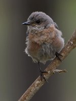 Bluebird3.jpg