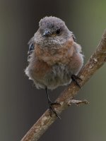 Bluebird2.jpg