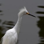 Egret.jpg